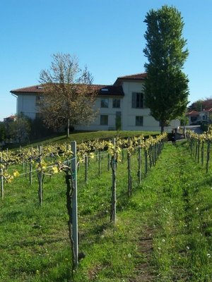 Mario Giribaldi Moscato d'Asti 2025