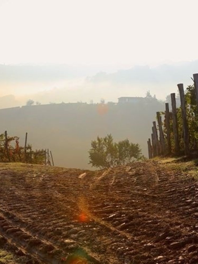 Mario Giribaldi Moscato d'Asti 2025
