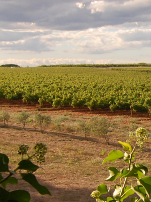 Château Vessière Mas de Vessiere Rosé 2021