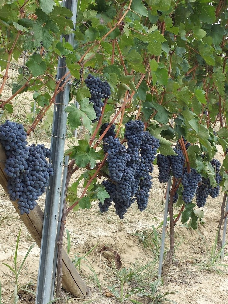 Mario Giribaldi Barbera d'Asti Alma 2023