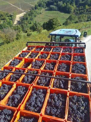Mario Giribaldi Barbera d'Asti Alma 2024