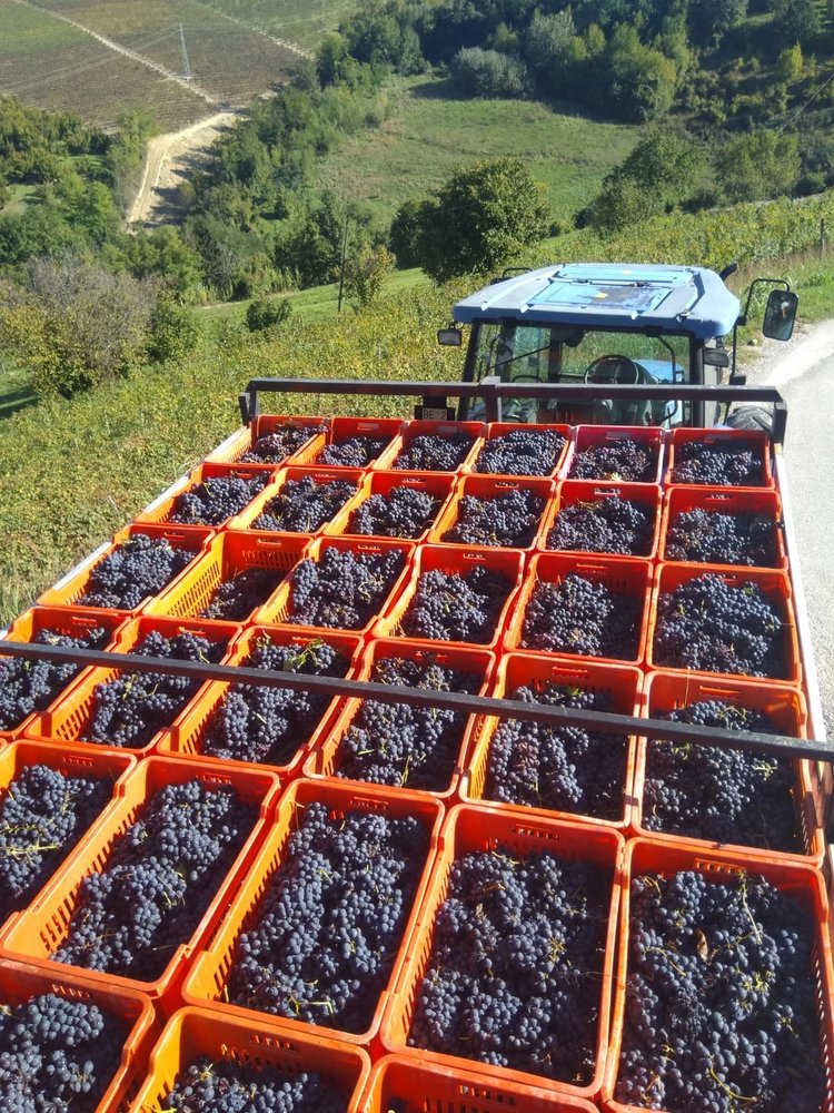 Mario Giribaldi Barbera d'Asti Alma 2024