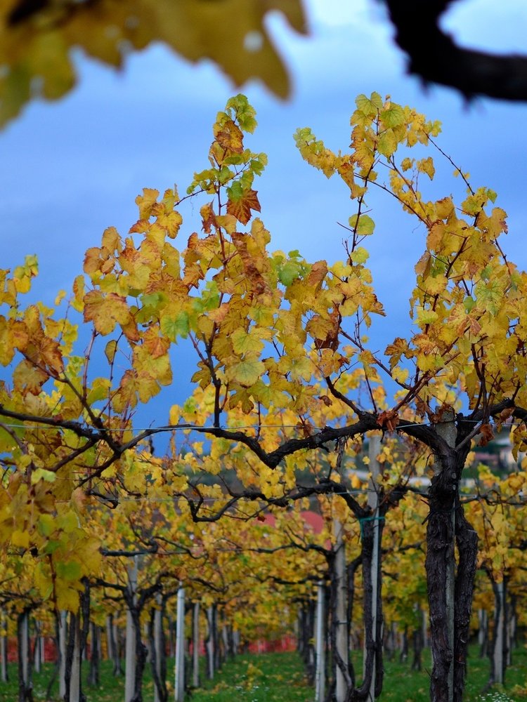 Giribaldi Dolcetto d'Alba Calupo 2019