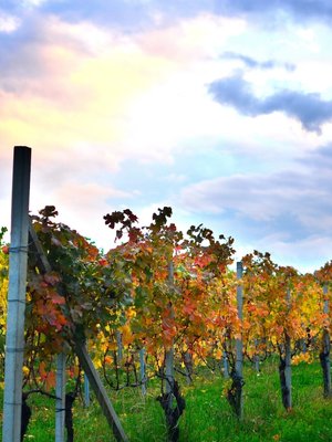 Mario Giribaldi Langhe Arneis BIO 2023