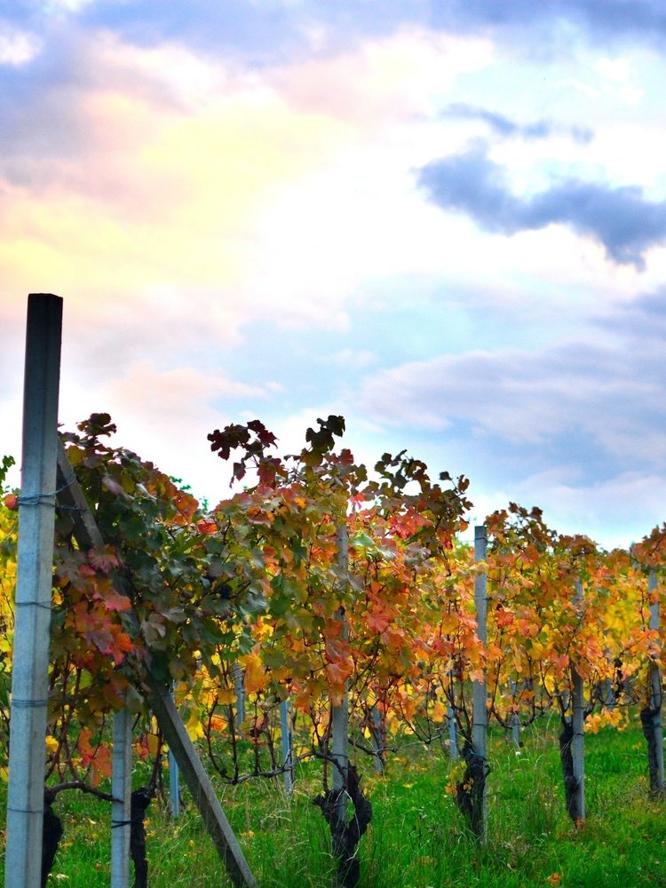 Mario Giribaldi Langhe Arneis BIO 2023