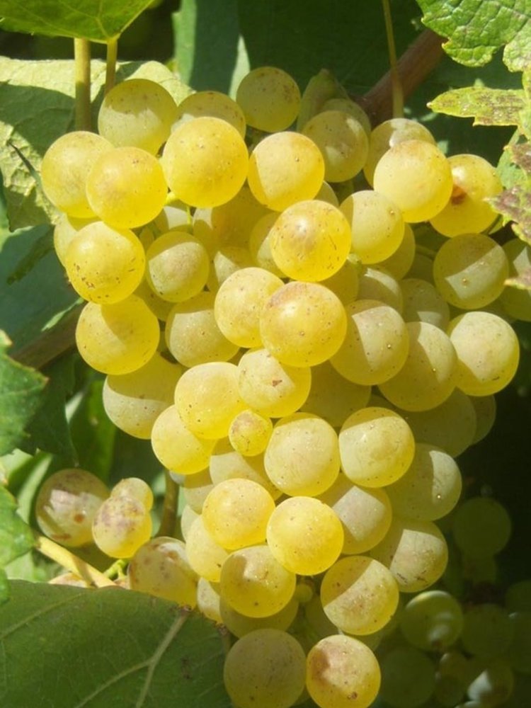 Mario Giribaldi Langhe Arneis BIO 2023