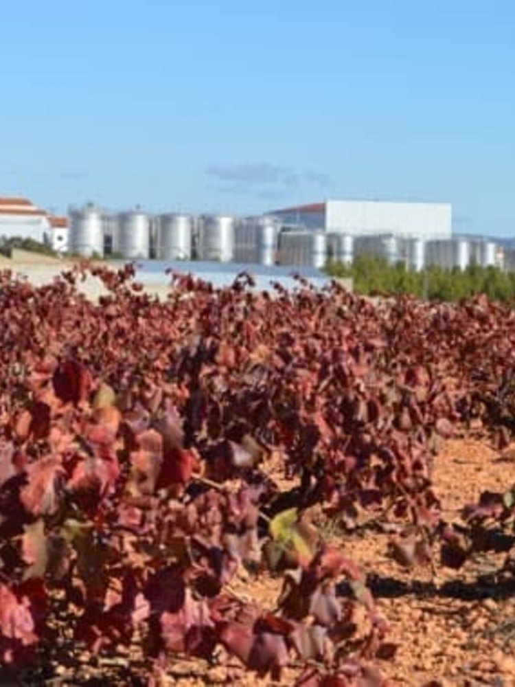 Santa Cruz Cueva del Chamán Roble Monastrell 2022