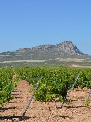 Santa Cruz Cueva del Chamán Roble Monastrell 2022