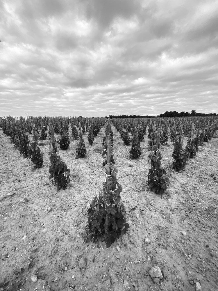 Bodegas Félix Callejo 'El Lebrero' 2021