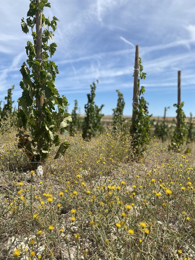 Bodegas Félix Callejo 'El Lebrero' 2021