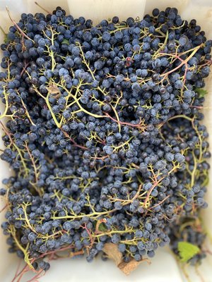 Bodegas Félix Callejo 'Majuelos de Callejo' 2021
