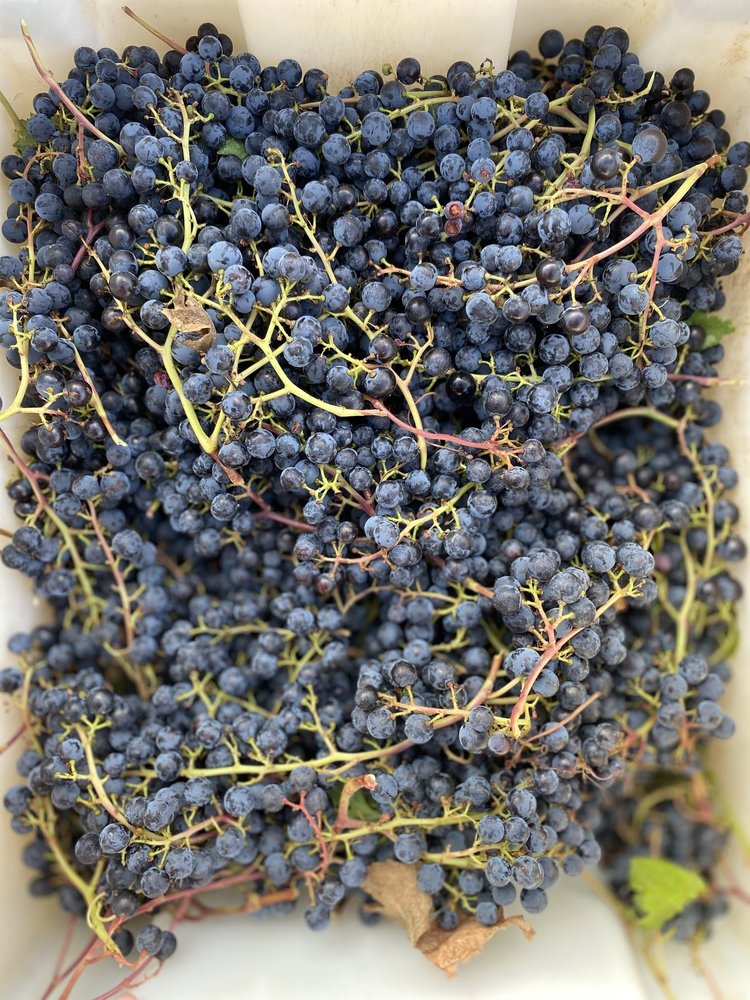 Bodegas Félix Callejo 'Majuelos de Callejo' 2021