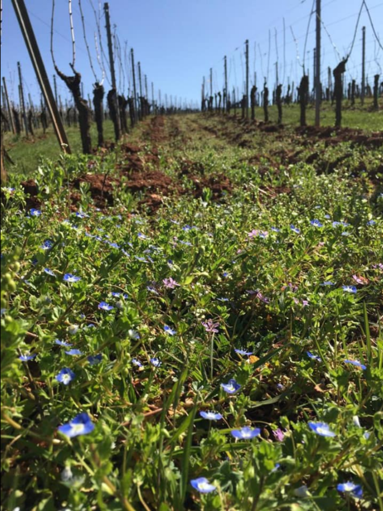 Vignoble des 2 Lunes Riesling Génese 2020