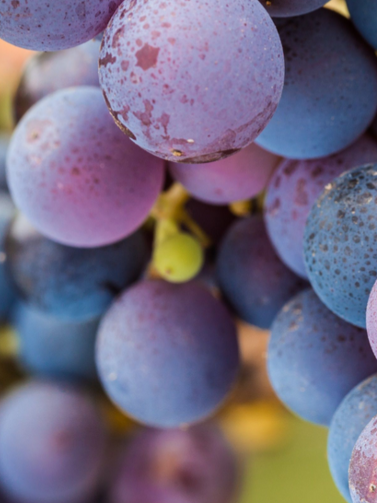 Château Vessière Les Saisons de Vessire Rouge 2019