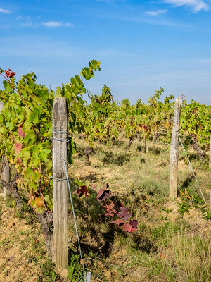 Domaine Joël Delaunay La Brossette Touraine Gamay 2020