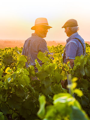 Fonjoya Terzac Rouge