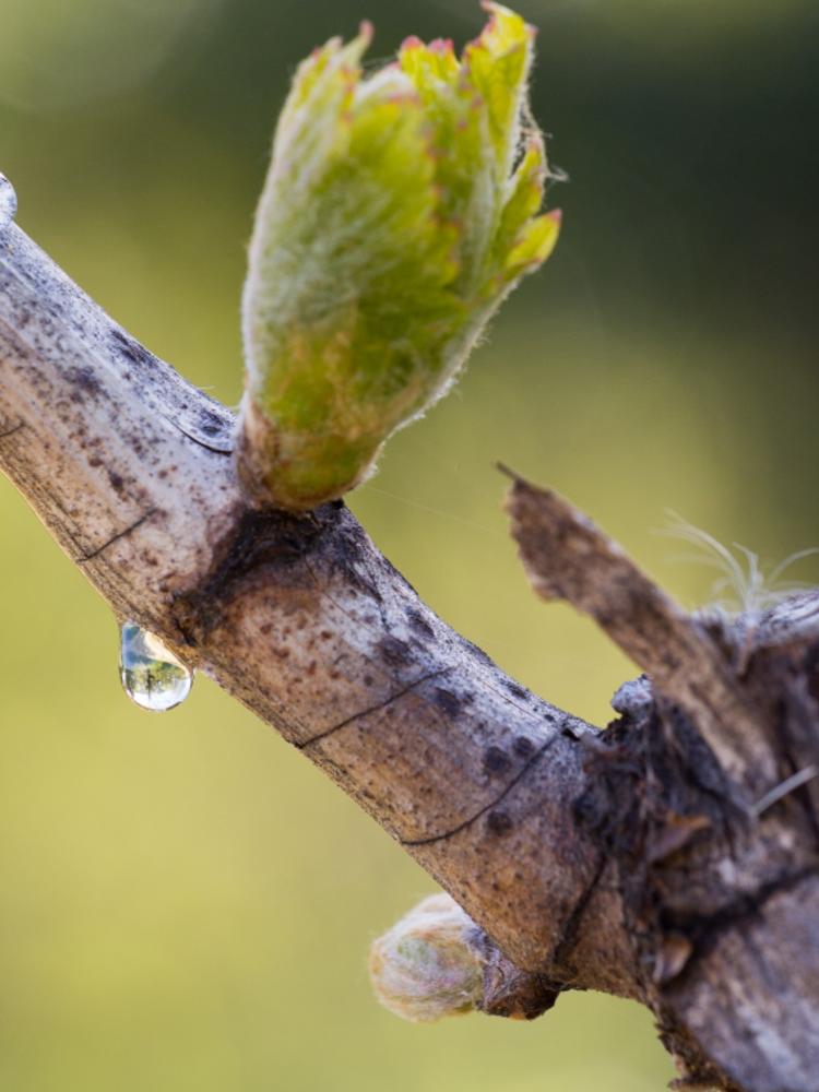 Château de Manissy Lirac 2021