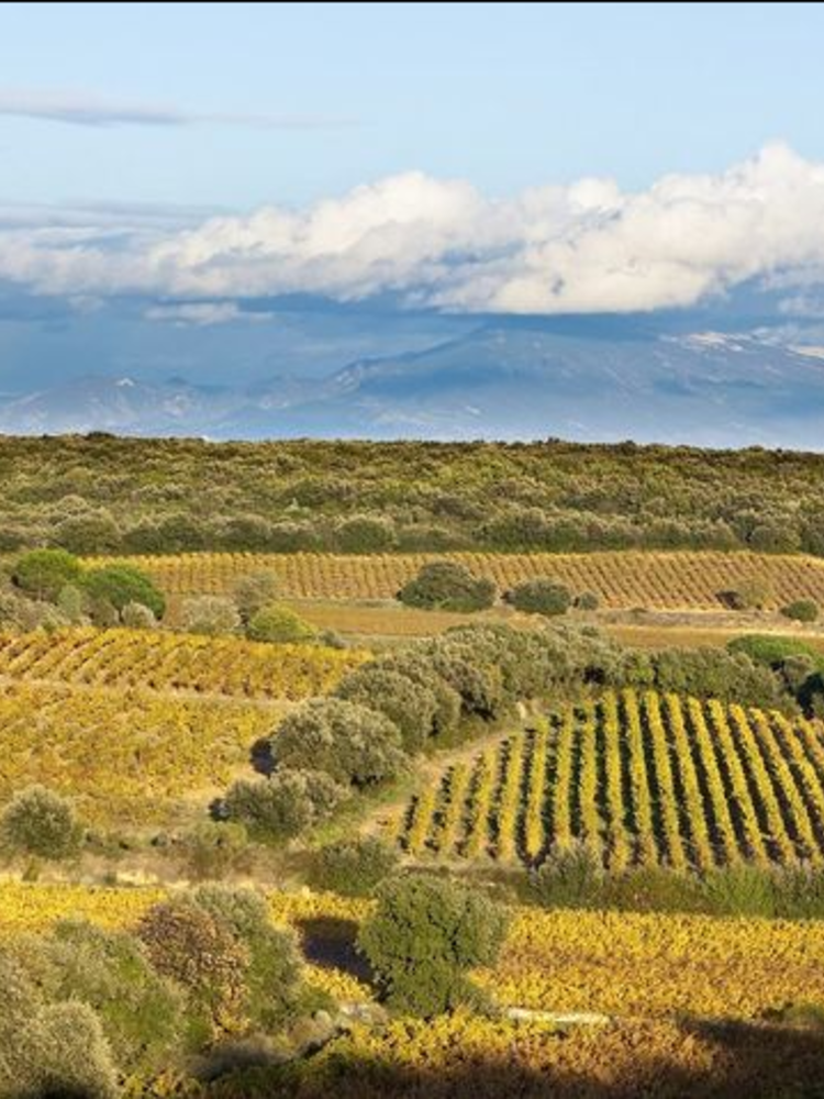 Château de Manissy Lirac 2021