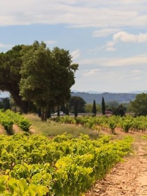 Château de Manissy Chateauneuf-du-Pape 'Trinité' BIO 2020
