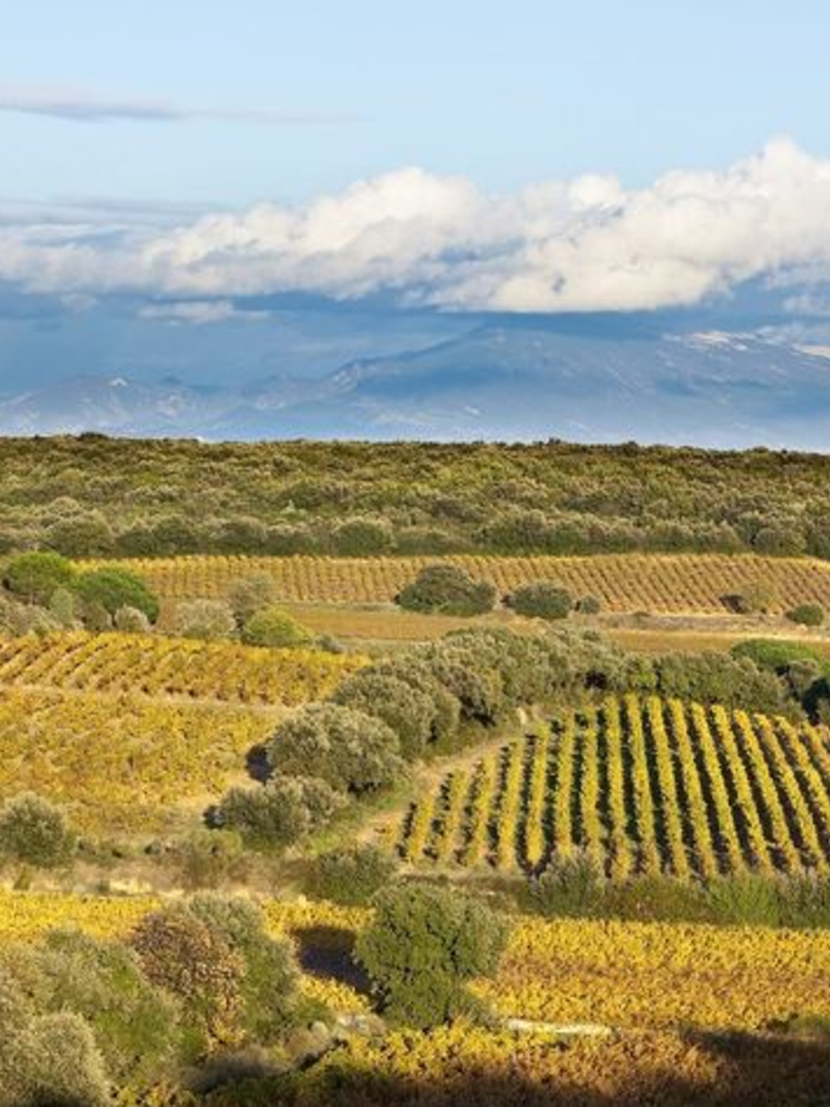 Château de Manissy Chateauneuf-du-Pape 2019