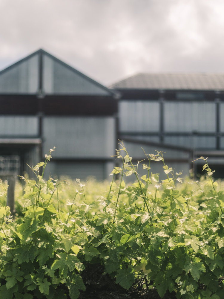 Penley Estate Heritage Tolmer Cabernet Sauvignon 2020