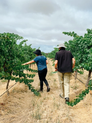 Penley Estate Steyning Cabernet Sauvignon 2020