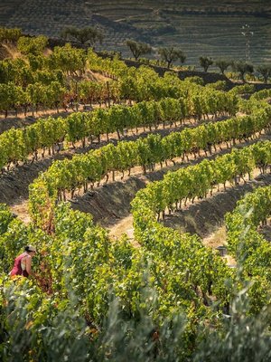 Quinta do Vallado Quinta do Vallado Douro White 2021