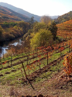 Quinta do Vallado Douro Red 2022