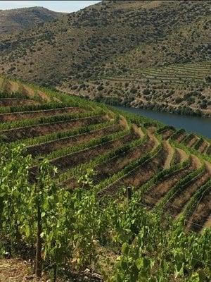 Quinta do Vallado Douro Red 2022