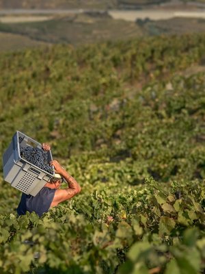 Quinta do Vallado Touriga Nacional Rosé 2021