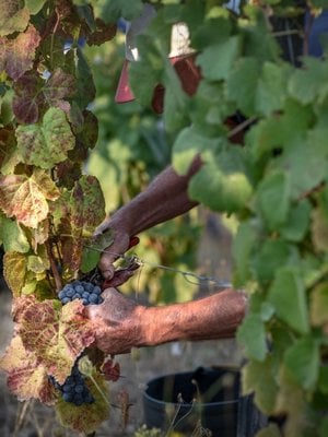 Quinta do Vallado Touriga Nacional Rosé 2022