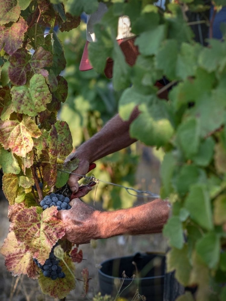 Quinta do Vallado Douro Touriga Nacional Rosé 2025