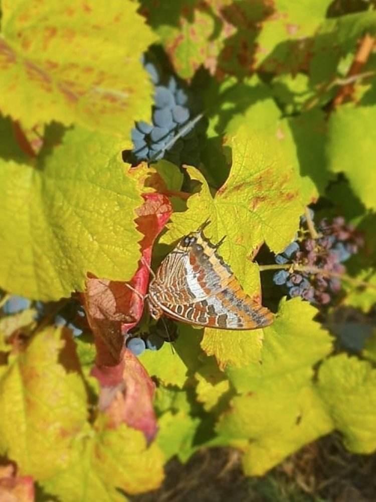 Quinta do Vallado Douro Superior 2022