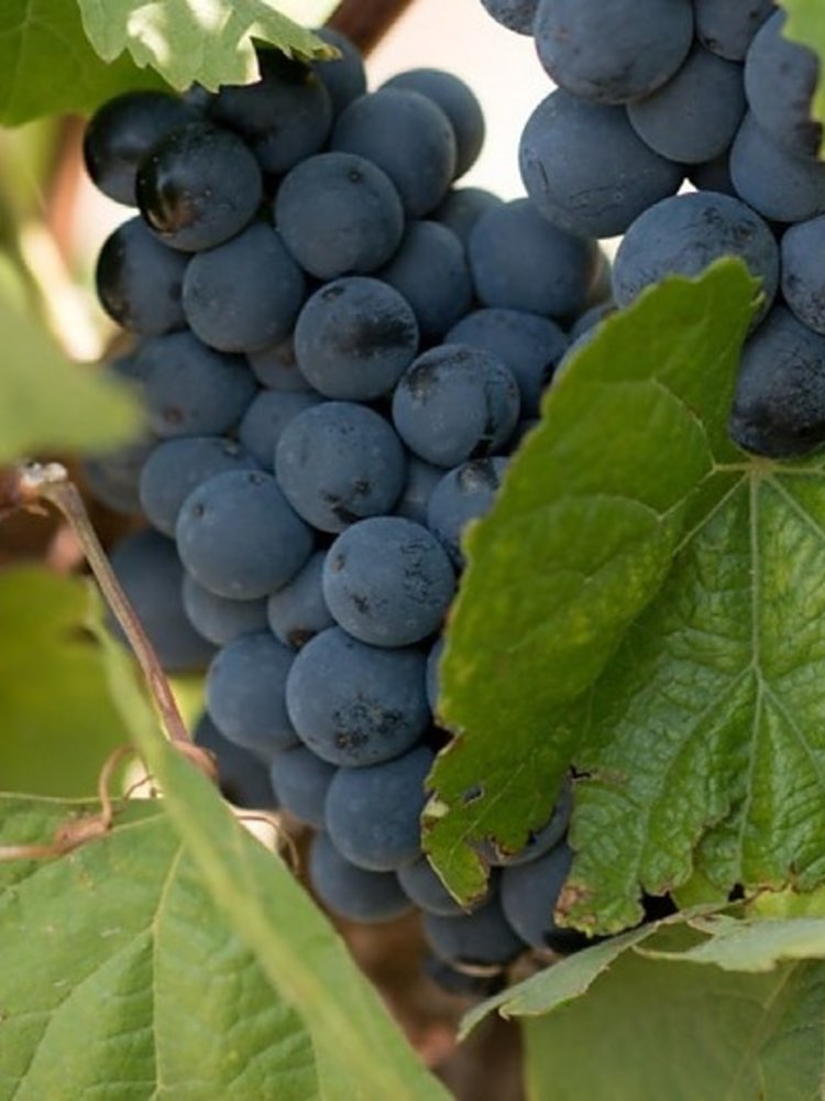 Quinta do Vallado Douro Superior 2022