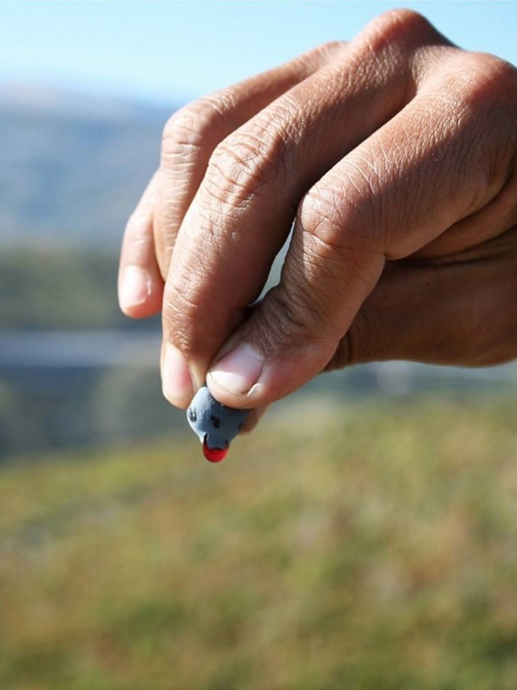 Quinta do Vallado Touriga Nacional 2020