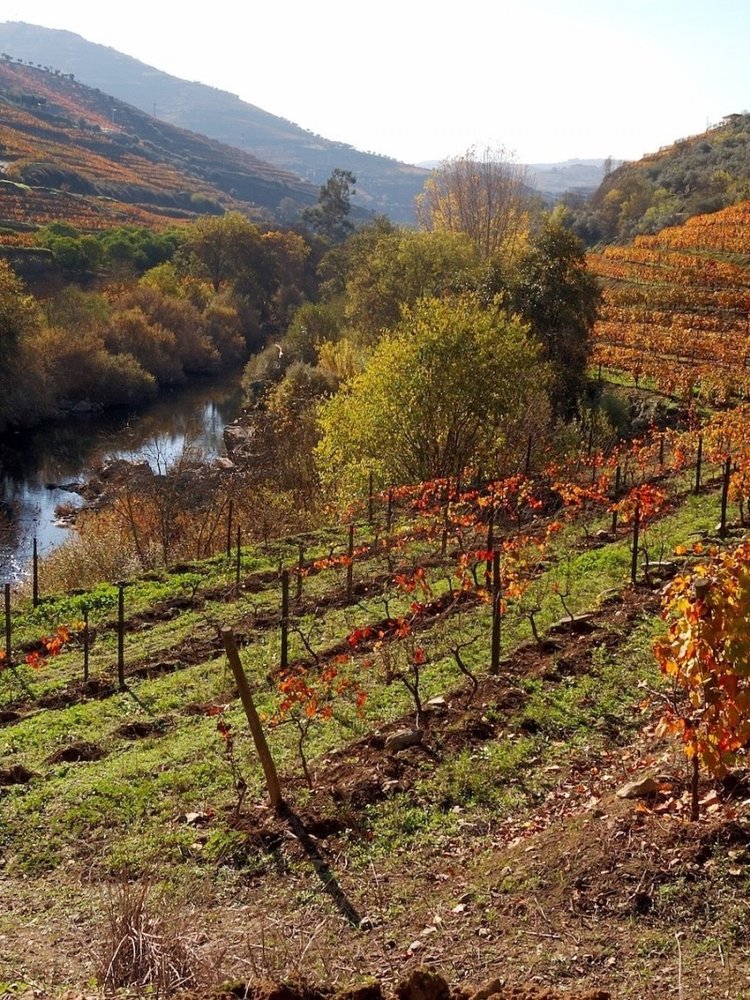 Quinta do Vallado Touriga Nacional 2020