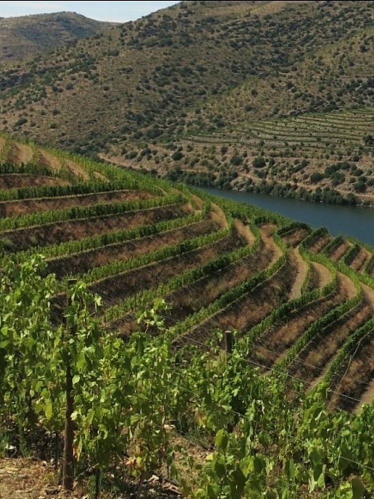 Quinta do Vallado Sousão 2020