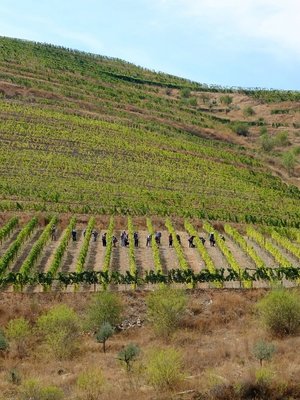 Quinta do Vallado Tinta Roriz 2019