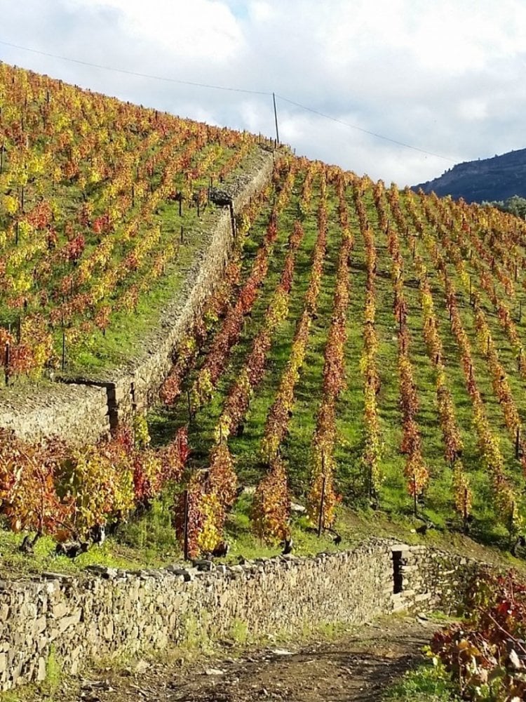 Quinta do Vallado Vinha da Coroa 2016