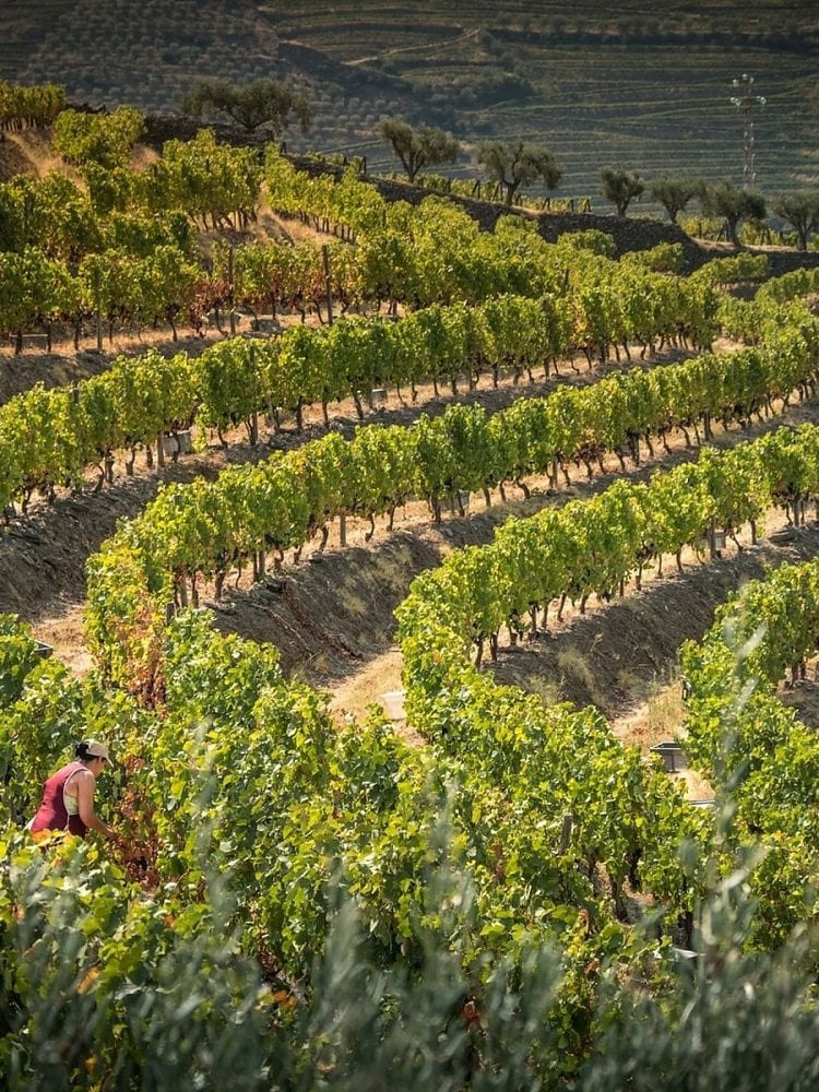 Quinta do Vallado Vinha da Coroa 2016