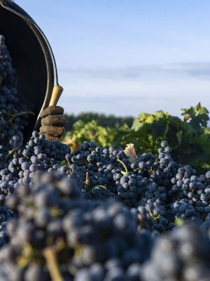 Domaine de Rousset les Coquelicots Rosé 2022