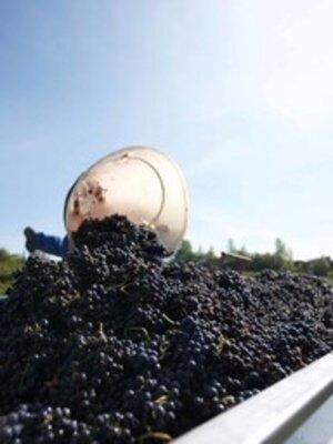Château Grand-Launay Château Grand-Launay Rouge 'Pour Amelie' BIO 2024