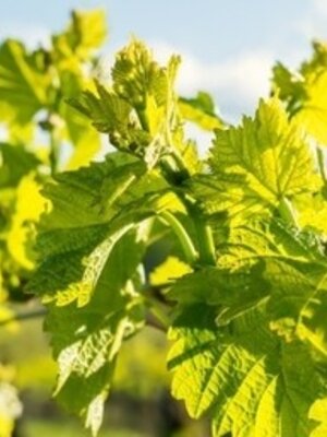 Château Grand-Launay Château 'Lion Noir' BIO 2023