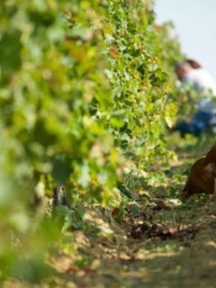 Château Grand-Launay Château Grand-Launay Château 'Lion Noir' BIO 2023