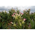 Tobacco Flower