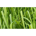Lemon Grass