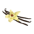 Madagascar Vanilla