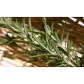 Citronella & Rosemary