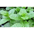 Garden Mint