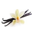 Vanilla